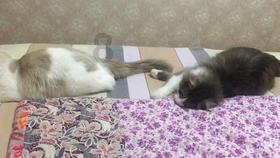 逗小猴开心系列180